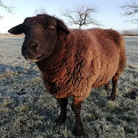 't Pekelhuis - Op Boerderij Huize Blokland Hébergement de vacances *